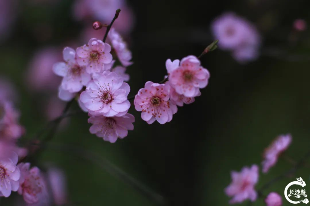 DƬ